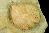 Sea Urchin (Lovenia) Fossil on Sandstone - Beaumaris, Australia #144389-1